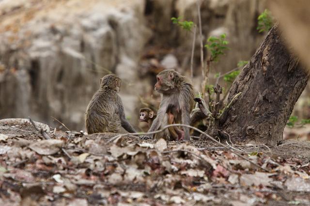 030 Bandavghar Nationaal Park, Rhesus apen.jpg